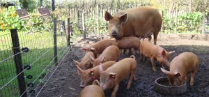 Tuinderijvandeven.nl tamworth weidje thuis